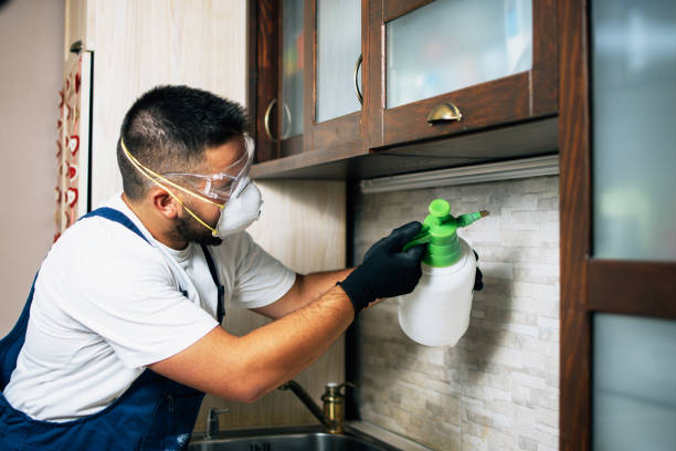 Best Flea Control Services  in Brookfield Center, OH