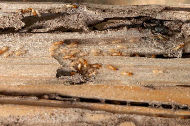 Best Termite Control Services  in Brookfield Center, OH